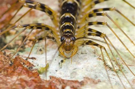 Types of Centipedes: 8 of the Most Fascinating Centipede Species - A-Z ...