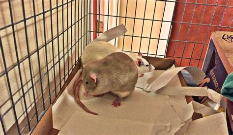 A Common Scents Guide to Banishing Pet Rat Cage Odor | About Pet Rats