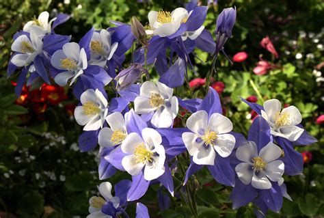 Columbine | Description, Plant, Flower, & Facts | Britannica