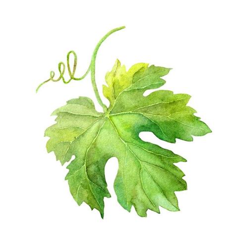 Buy Vine Leaf Online | KoNiEle :: The Sourcing Pros | Watercolor plants, Fruit painting ...