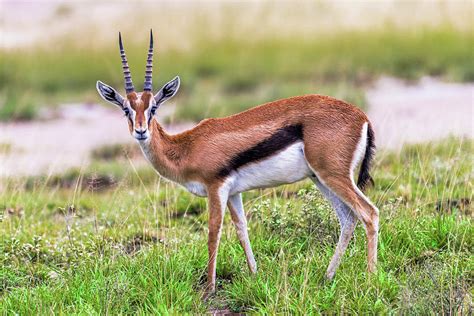 Grant's Gazelle - Female Photograph by Eric Albright - Pixels