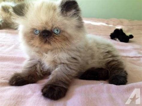 Himalayan Cat Info, Temperament, Grooming, Life Expectancy, Kittens, Pictures