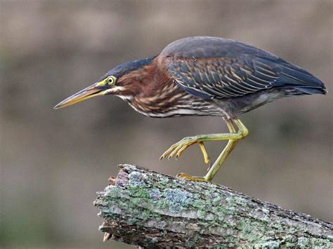 10 Egrets and Herons Found in North America | Birds and Blooms