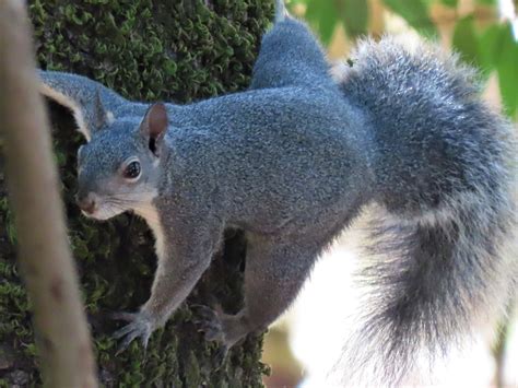 The Western Gray Squirrel - MCRCD