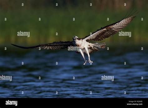 Osprey in flight in its natural habitat in Sweden Stock Photo - Alamy