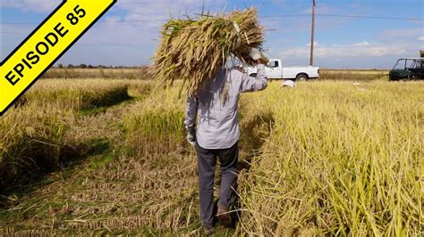 Rice Harvest