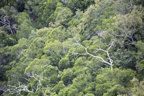 Leafy green forest canopy viewed from above-9790 | Stockarch Free Stock Photos