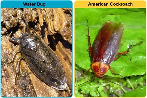 Water Bug vs. Roach [15 Differences] | APB