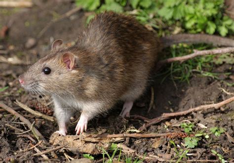 Brown rat | Description, Origin, Pest, Diseases, Laboratory Animal, Pet ...