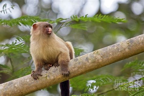 Black-tailed Marmoset, Mico melanurus Photograph by Tony Mills | Pixels