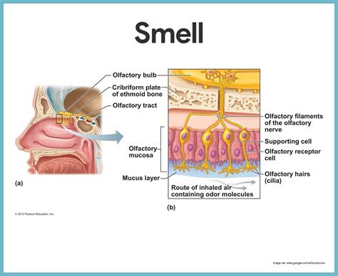 Special Senses Anatomy of the Visual System Review Sheet - Gibson Mently