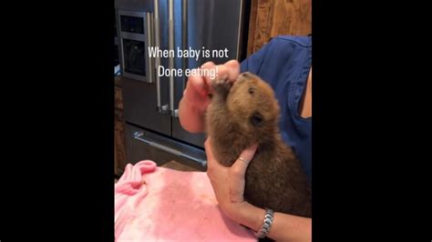 Adorable video of baby beaver not letting go of food will make you say aww | Trending ...