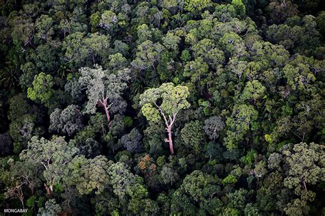 Jaring jaring makanan di hutan hujan tropis 2021