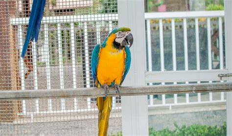 10 Best Macaw Cages Reviewed and Rated in 2024