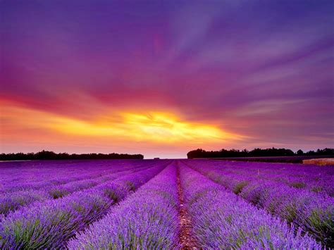 Lavender Wallpapers - Wallpaper Cave