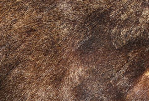 Bear fur texture | Brown bear fur texture — Stock Photo © taviphoto #11034570