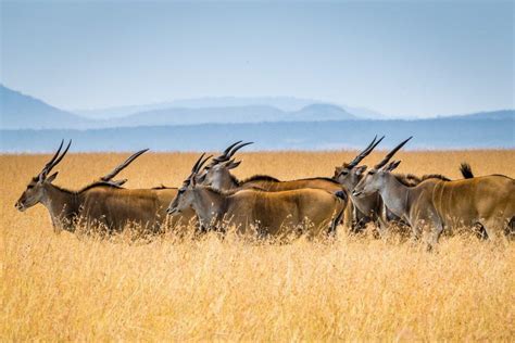 77 Wild Animals in Kenya [Wildlife in Kenya] - Kevmrc