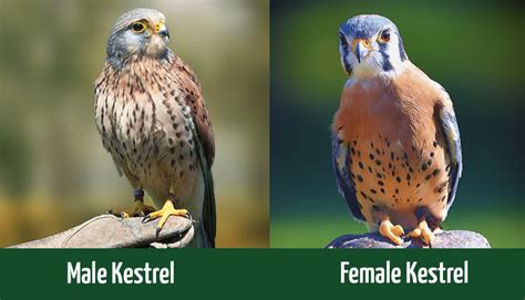 Male Kestrel vs Female Kestrel: How To Tell the Difference? - Optics Mag