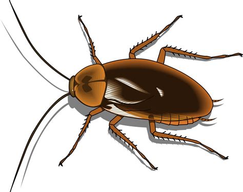 Free Cockroach Pictures Images, Download Free Cockroach Pictures Images png images, Free ...