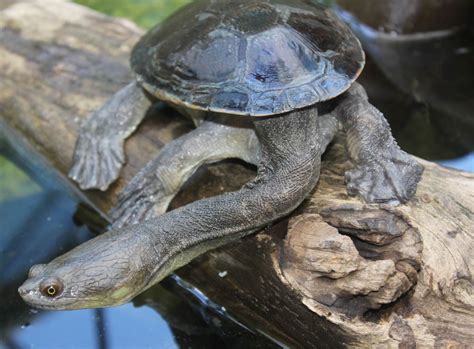 Northern Long Neck Turtle - Territory Wildlife Park