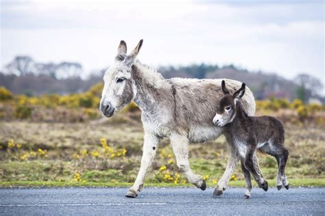 Baby Donkey Wallpapers - Top Free Baby Donkey Backgrounds - WallpaperAccess