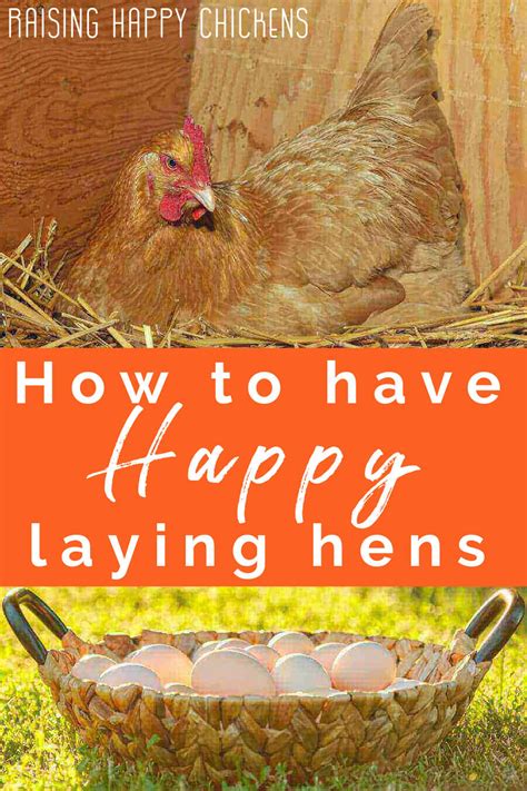 Raising chickens for eggs: basic requirements