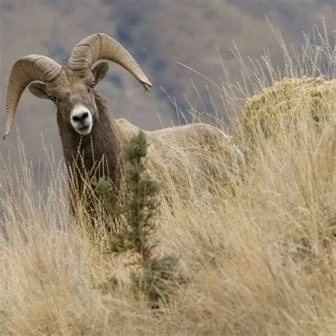 Bighorn Sheep - Facts, Diet, Habitat & Pictures on Animalia.bio