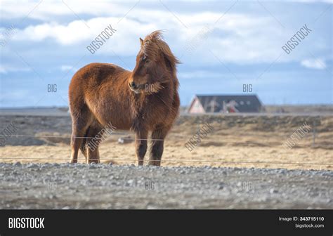 Icelandic Horse Breed Image & Photo (Free Trial) | Bigstock