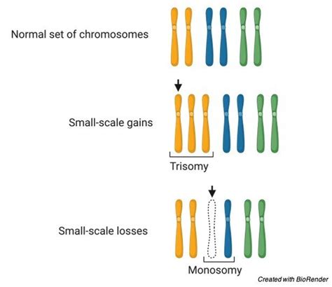 Aneuploidy: Definition, Types, Causes, and Examples