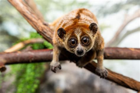 Pygmy slow loris | Smithsonian's National Zoo