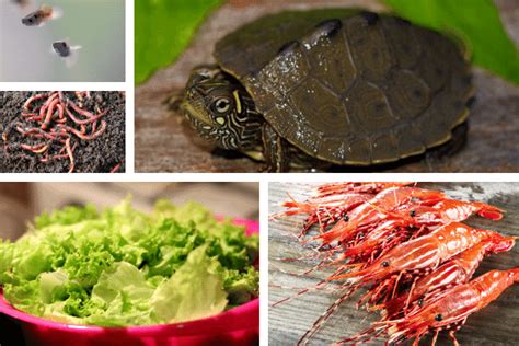 Proper Diet For Map Turtles In Captivity – The Turtle Hub