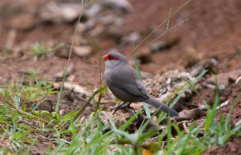 Common Waxbill | Common Waxbill - Estrilda astrild - Волнист… | Flickr