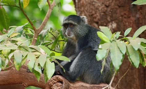 Kilimanjaro Wildlife - The Animals Of Mount Kilimanjaro