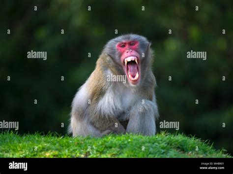 Macaque monkey teeth hi-res stock photography and images - Alamy