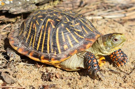 Ornate Box Turtle (Terrapene ornata) - Amphibians and Reptiles of South Dakota