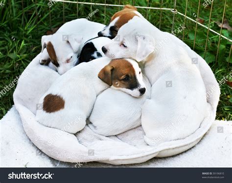 Adorable Jack Russell Terrier Puppies Sleeping Together On Pillow Stock Photo 39196810 ...