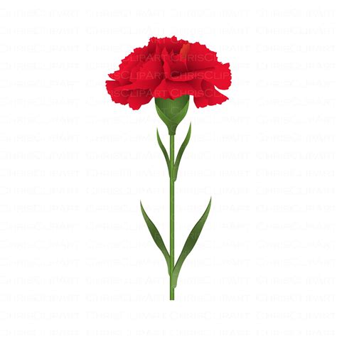 RED CARNATION Clipart Carnation Svg Flower Svg Clipart | Etsy New Zealand