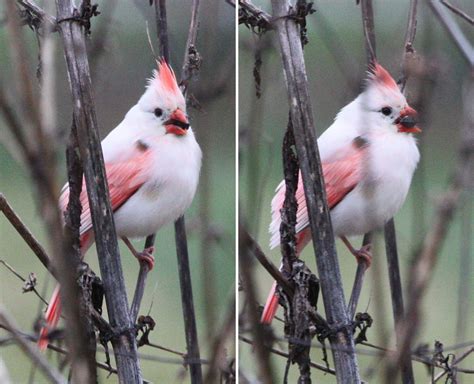 Where does the Northern Cardinal get its stunning red color? – Travis ...