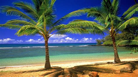 Palm Tree Beach Wallpapers - Wallpaper Cave