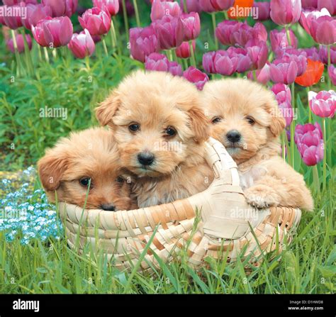 Young cute puppies in the flowers Stock Photo - Alamy