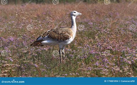 Great Bustard Otis Tarda. Wild Male Bird Great Bustard Standing on the Flowering Grassland in ...