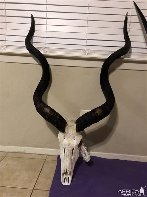 Kudu European Skull Mount Taxidermy | AfricaHunting.com