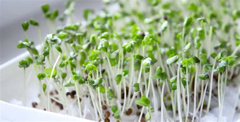 Broccoli Sprouts Benefits And Side Effects - Broccoli Walls