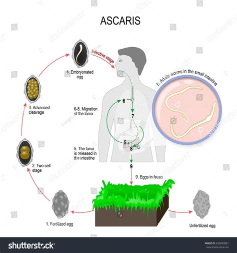 Ascaris Lumbricoides Life Cycle Arrows Indicate Stock Illustration ...