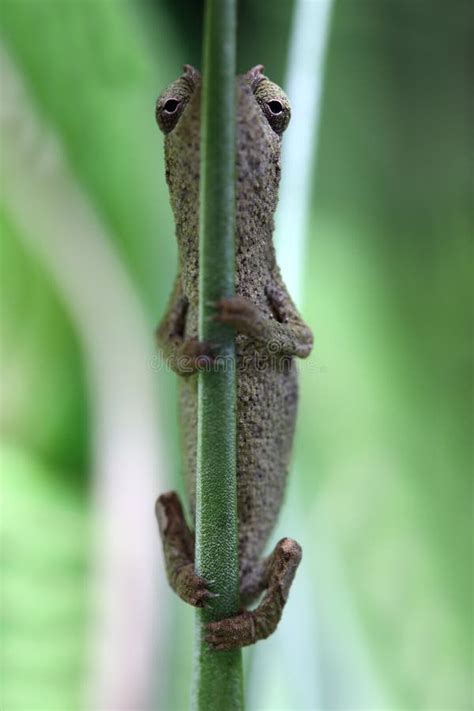 Pygmy chameleon stock photo. Image of tropical, camouflage - 20428442