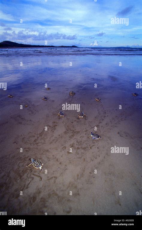 Baby turtle hatching Stock Photo - Alamy