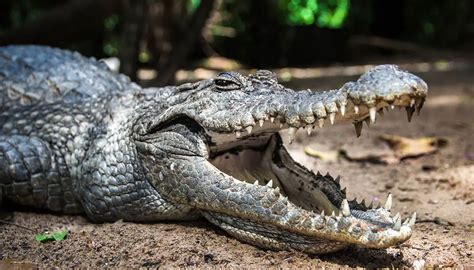 West African Crocodile | The Animal Facts | Appearance, Diet, Habitat