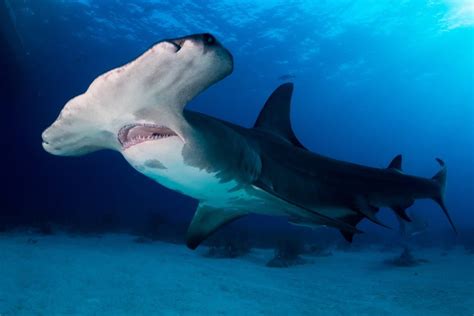 Hammerhead Shark Fish Facts | Sphyrnidae | AZ Animals