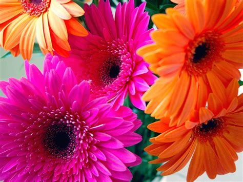 Gerbera Daisy Wallpapers - Wallpaper Cave