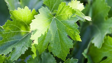 Grape Leaves: Delicious AND Super Healthy